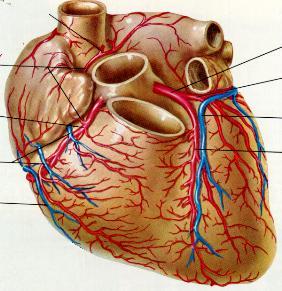 The Heart & Pericardium Dr.