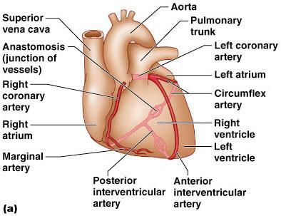 LCA- Coronary artery & their branches Left Anterior Descending (LAD)/Interventricular artery Marginal