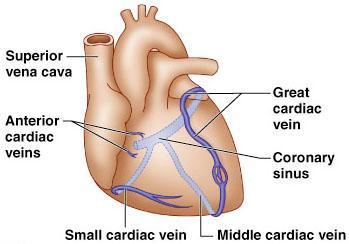 Most of the venous blood return to heart occurs through the coronary sinus Venae cardis
