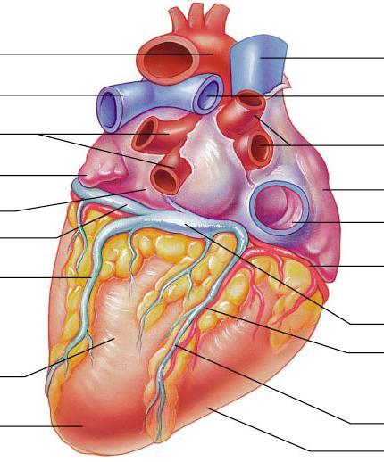 Venous return of Heart Great cardiac vein Middle cardiac vein Small cardiac vein