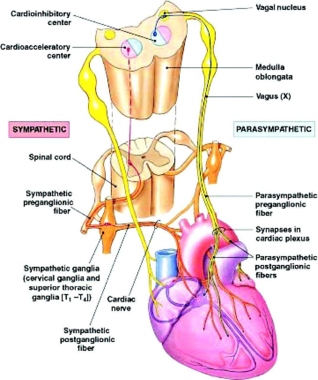 superficial plexus It is formed by the superior cardiac branch of the left sympathetic trunk and the lower superior cervical cardiac branch of the left vagus