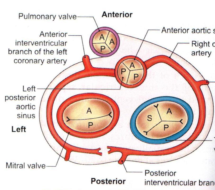Coronary Circulation: Arterial Supply Heart is supplied by TWO CORONARY arteries: 1- Right