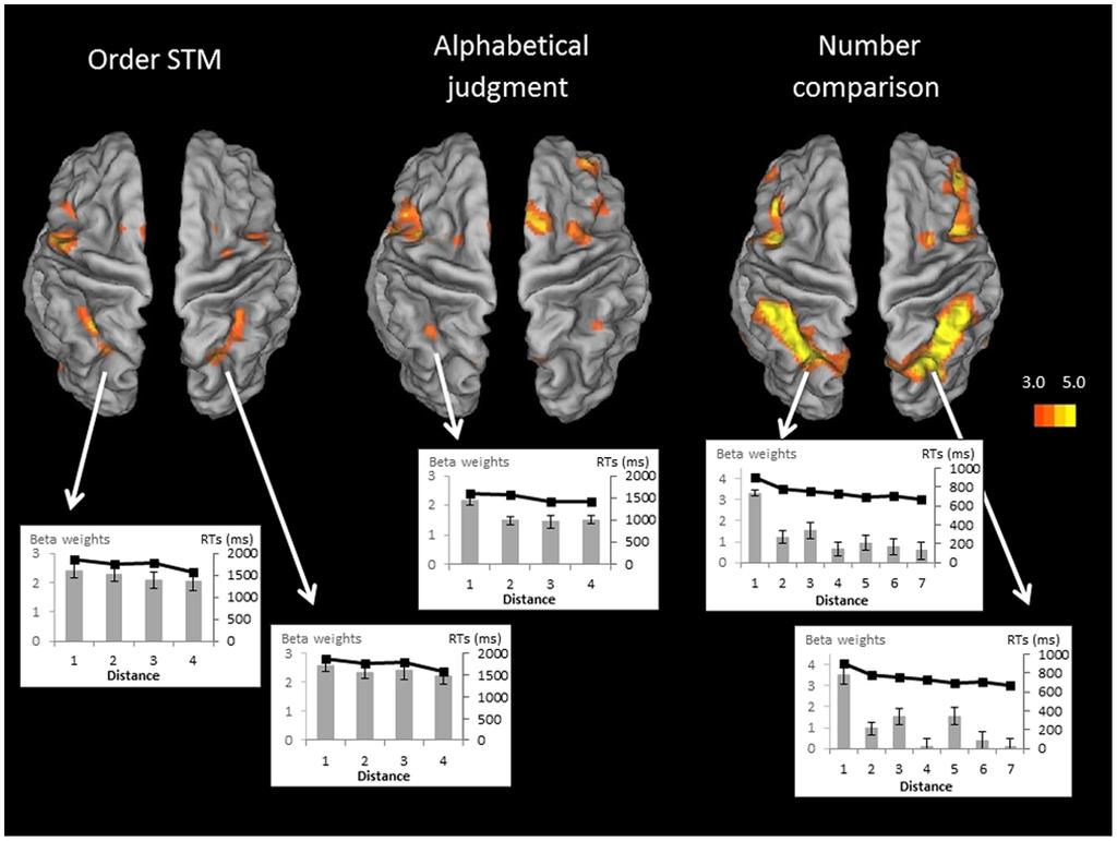 Common Ordinal Representation Figure 4. Brain to the distance effect in order STM, alphabetical judgment and number comparison conditions. Regions are shown with a display threshold of 3# Z.,5.