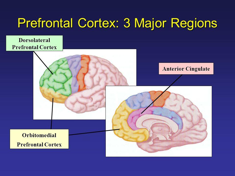Prefrontal Cortex and WM Stroop effect More DLPFC and