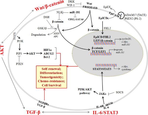 Signaling pathways in HCC
