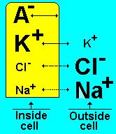 Resting Membrane Potential At rest, potassium ions (K +) can cross through the membrane easily. Chloride ions (Cl-)and sodium ions (Na+) have a more difficult time crossing.