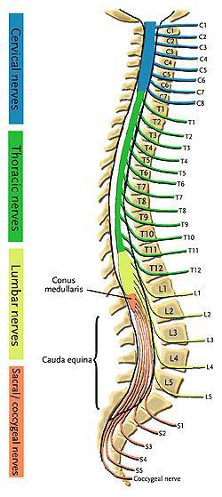 Peripheral Nervous System 12 pairs of cranial nerves 31 pairs of spinal nerves 8 pairs of cervical