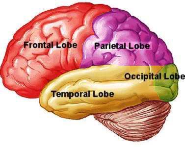Cerebrum: Cortex Lobes Frontal Lobe Premotor Cortex Motor Cortex Parietal Lobe Sensory Cortex Sensory Association