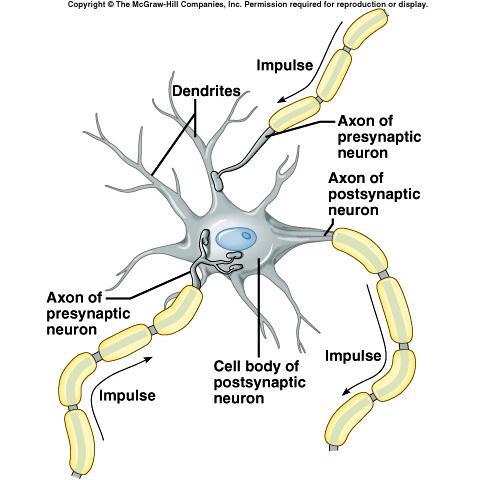 The Synapse Nerve impulses pass