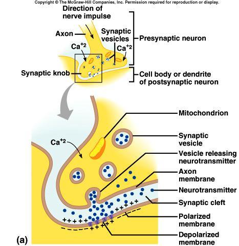 Synaptic Transmission Neurotransmitters are