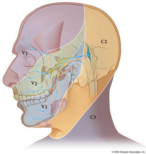 Trigeminal Pathway Trigeminal Ganglion 1. All sensory information for the face is carried in the three branches of the Vth cranial nerve that has three sensory divisions (V1, V2, V3). 2.