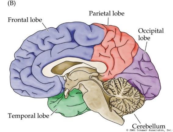 Lateral view cortex Central sulcus