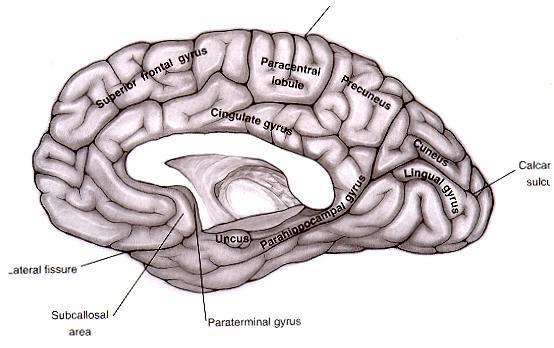 Primary somatosensory Cortex