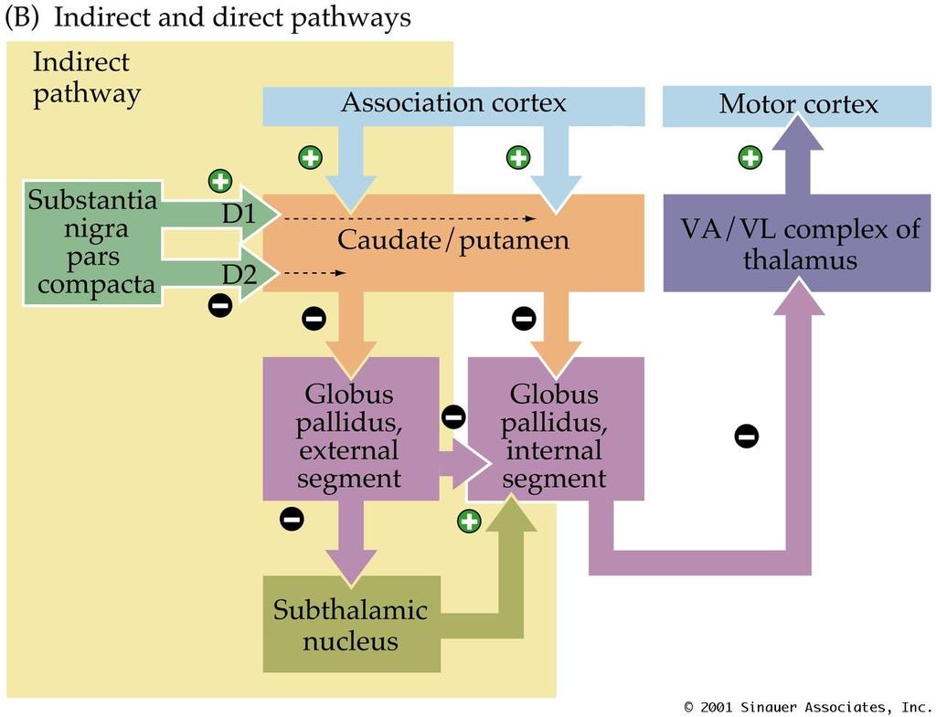 Direct and Indirect pathway