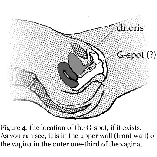 It is of no practical consequence whether or not there is a distinct anatomical structure corresponding to the G-spot.
