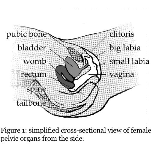 Here we ll talk about the essentials of female genital anatomy and her sensitive areas. This will help you to understand how you can stimulate her without becoming overstimulated yourself.