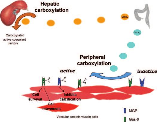 1506 Clinical Journal of the American Society of Nephrology Clin J Am Soc Nephrol 3: 1504 1510, 2008 Figure 1. Hepatic and peripheral carboxylation of VKDPs.