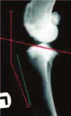 figures below). The X-ray beam should be centred at the tibial plateaux. The exposure should be coned-down to the area of the stifle. There is no need to include the hock joint.
