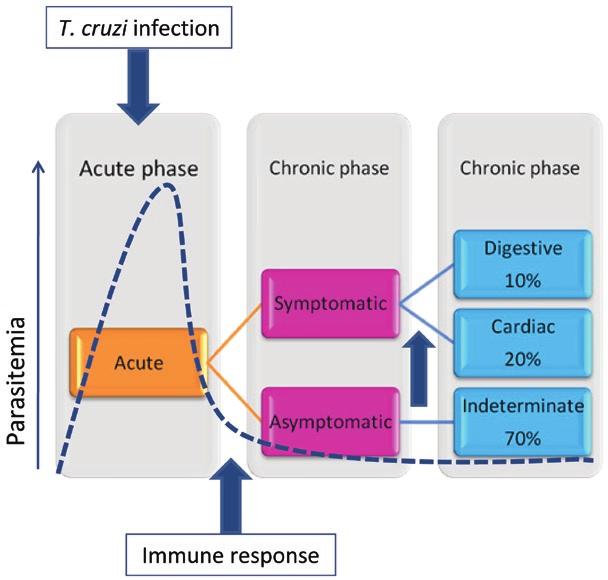 Immune responses in human Chagas disease Walderez Ornelas Dutra et al.