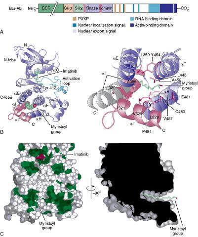 New Bcr-Abl gene Transcribed and translated into a novel protein: Active tyrosine kinase, which turns on