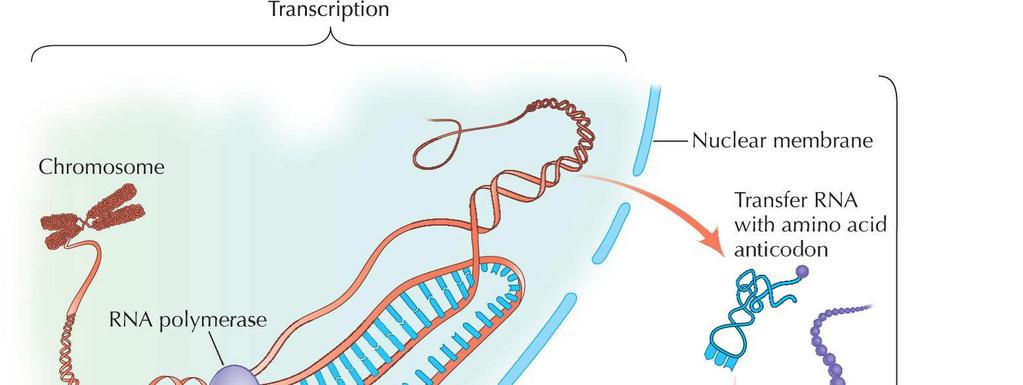 DNA Messenger RNA Protein
