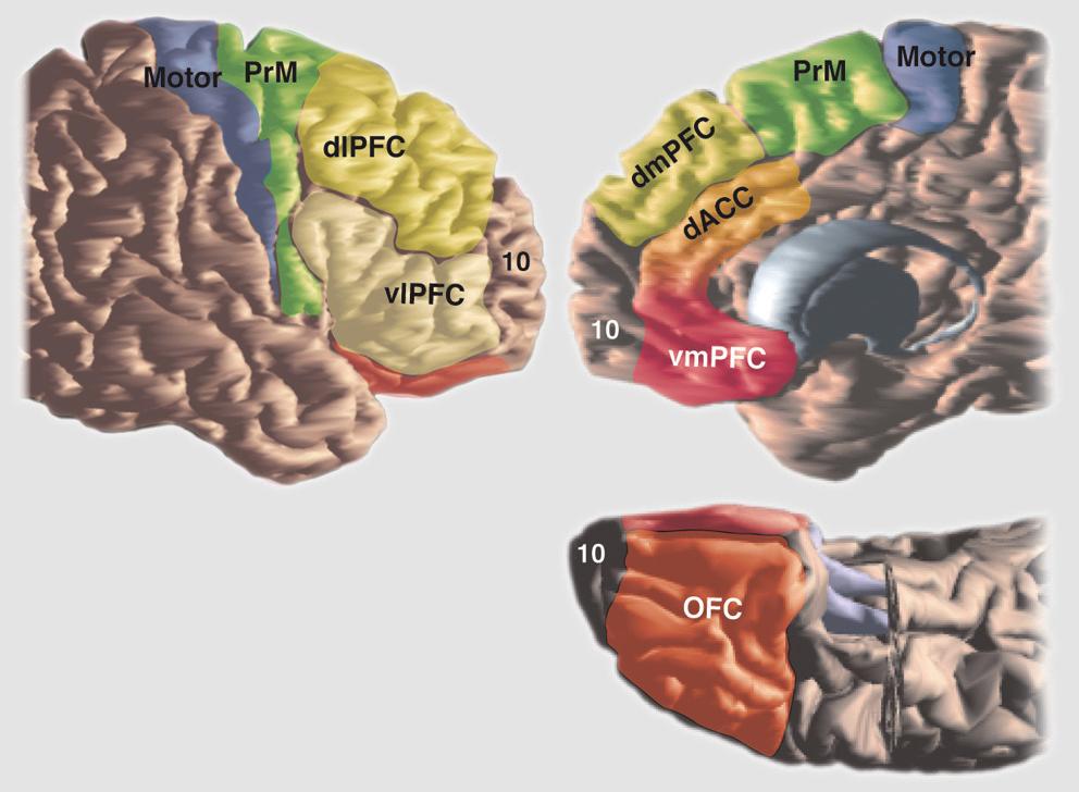 Inputs from other cortical areas are also functionally organized, such that they overlap with frontal projections in the striatum, which are both functionally related and closely connected with