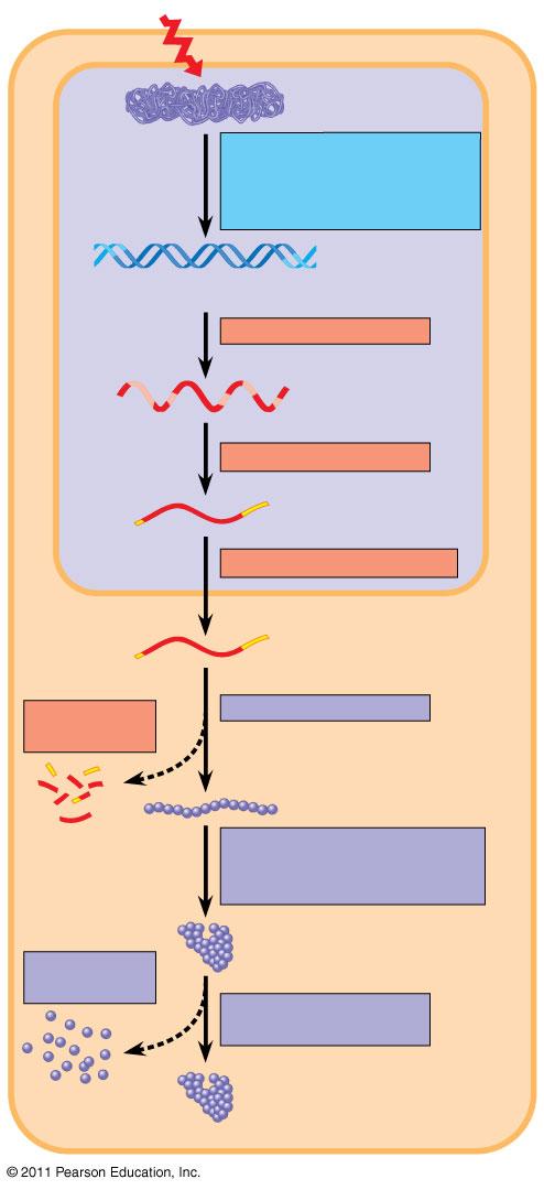 ositive Gene Regulation ositive control caused by a stimulatory protein called an activator of transcription (ex.