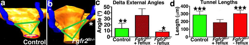 2% (23/31)* 95.7% 2 Table 2: Reflux rates, laterality and grades in Fgfr2 St-/- and control mice at 6 months (*p<0.001) Genotype Reflux Unilateral Median grade 6 month Control 12.