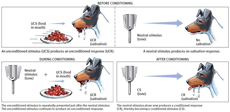 Classical conditioning Learning about associations between stimuli and altering behavior accordingly US: unconditioned (unconditional) stimulus UR: unconditioned (unconditional)