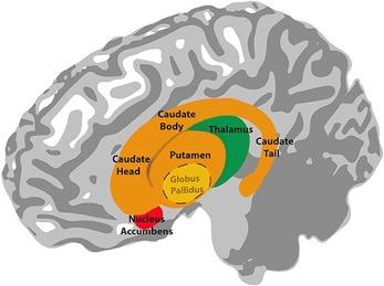 hippocampus critical for declarative memory Amygdala involved in emotion