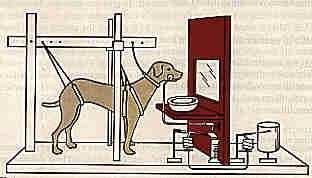 Classical Conditioning 1. Pavlov recognised that when a dog was given food it salivated which is a physiological response. 2.