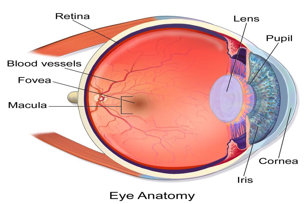 We hope that this leaflet will help you to further understand about cataracts, the treatment, and the long term care.