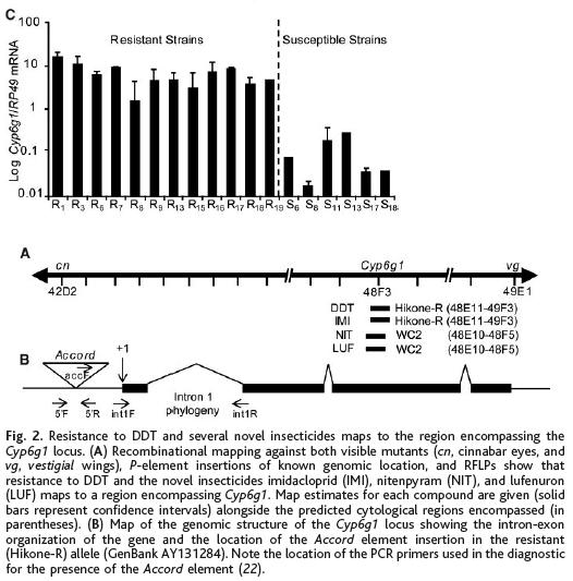 Result Insecticide resistant populations of Drosophila exhibited an overtranscription of a single cytochrome P450 gene Cyp6g1 (regulatory shift) Cyp6g1 is an enzyme responsible for breaking down DDT