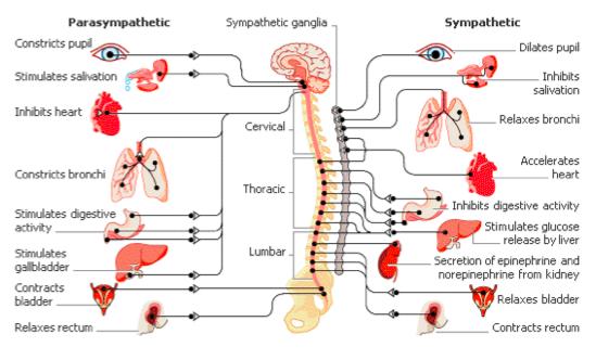 AUTONOMIC TONE Part of the peripheral nervous system Controls various bodily
