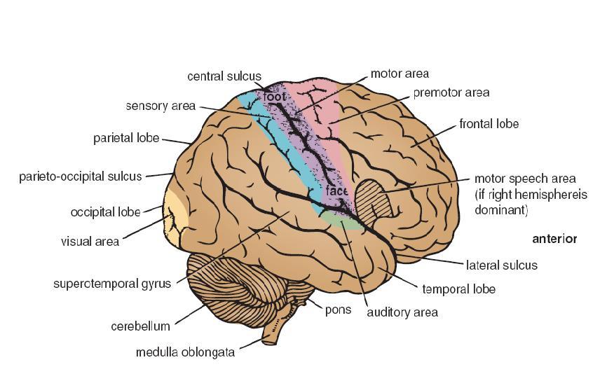 The superior temporal gyrus lies immediately below the lateral sulcus. The middle of this gyrus is known as the auditory area. Motor speech area, lies just above the lateral sulcus.