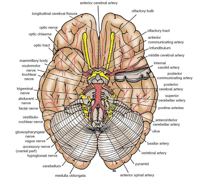 Midbrain The midbrain is the narrow part of the brain that connects the forebrain to the hindbrain, The midbrain comprises two lateral halves called the cerebral