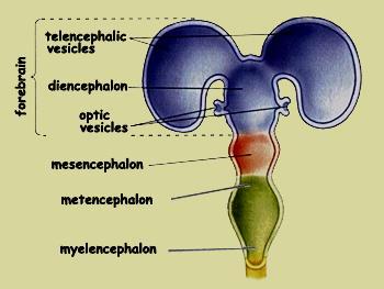 Development of the brain The cranial part of the neural tube forms 3 brain vesicles: - Forebrain vesicle(prosencephalon): forms 2 lateral