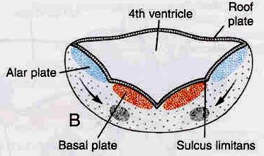 DEVELOPMENT OF THE MEDULLA OBLONGATA As in the development of the spinal cord the medulla will have an alar plate & a basal plate separated by a