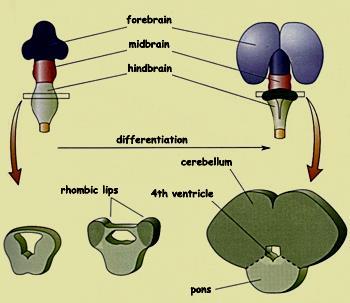 Development of the pons & cerebellum The same steps in the development of the medulla occur but the alar plates bend medially to form 2 rhombic lips.