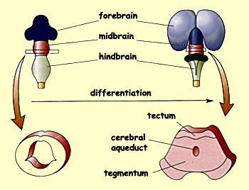 Development of Midbrain As in the development of the spinal cord & the medulla the midbrain will have an alar plate & a basal plate