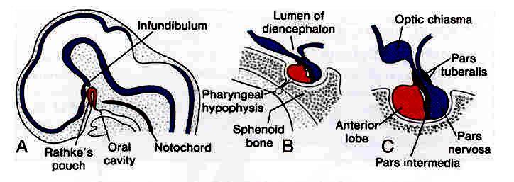 Development of the pituitary gland It develops from 2 ectodermal strucutres: 1) Rathke s Pouch: It arises from the roof of the stomdeum & ascends upwards to come to lie in front of the infundibulum.