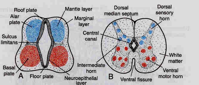 the cells in the lateral wall of the neural tube proliferate & are differentiated into 3 layers: - Inner ependymal Layer: forms the ependymal lining of the central canal & ventricles.