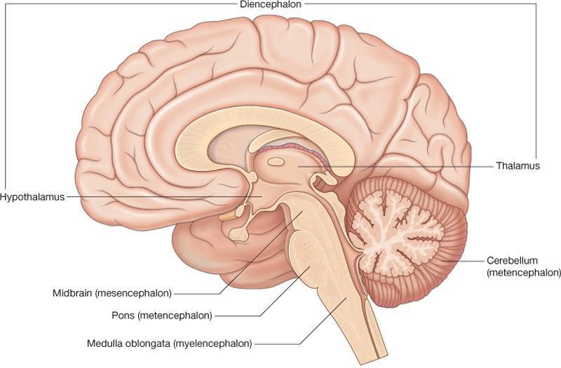 Brainstem Telencephalon
