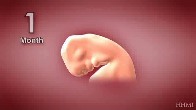 Human Embryonic