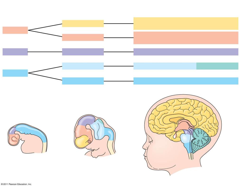 Brain structures in child and adult Forebrain Midbrain Cerebrum (includes cerebral cortex, white matter, basal nuclei) Diencephalon (thalamus, hypothalamus, epithalamus) Midbrain (part of brainstem)