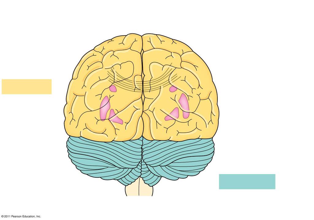 Left cerebral hemisphere Right cerebral hemisphere Cerebral cortex Corpus