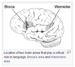 Language and Speech Studies of brain activity have mapped areas responsible for language and speech Broca s area in the frontal lobe is active when