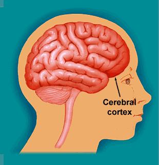 Information Processing The cerebral cortex receives input from sensory organs and somatosensory receptors Somatosensory receptors provide
