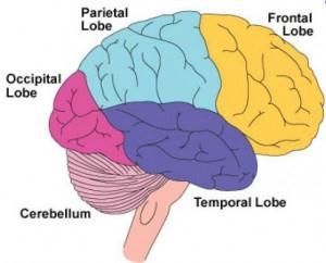 Frontal Lobe Function Frontal lobe damage may impair decision making and emotional responses but leave intellect