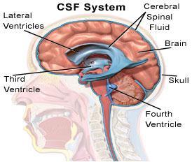 Cerebrospinal Fluid The central canal of the spinal cord and the ventricles of the brain are hollow and filled with cerebrospinal fluid The
